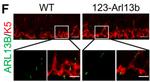 Arl13b Antibody in Immunocytochemistry (ICC/IF)