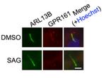 Arl13b Antibody in Western Blot (WB)