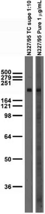 GluN2A/NR2A Antibody in Immunohistochemistry (Frozen) (IHC (F))