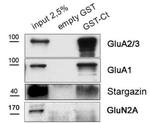GluN2A/NR2A Antibody in Western Blot (WB)