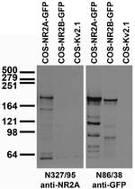 GluN2A/NR2A Antibody in Western Blot (WB)