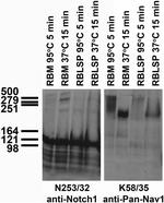 Notch1 Monoclonal Antibody (N253/32)