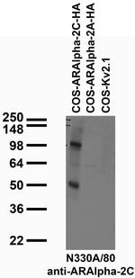 Alpha-2C Adrenergic Receptor Monoclonal Antibody (N330A/80)