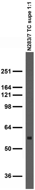 Lgi1 Antibody in Immunohistochemistry (Frozen) (IHC (F))