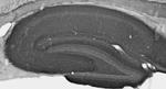 Lgi1 Antibody in Immunohistochemistry (Frozen) (IHC (F))