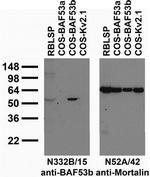 BAF53b Monoclonal Antibody (N332B/15)