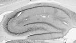 BAF53b Antibody in Western Blot (WB)