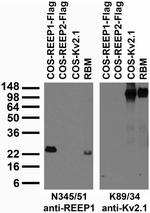 REEP1 Monoclonal Antibody (N345/51)