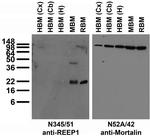 REEP1 Antibody in Western Blot (WB)