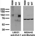 Kv2.1 Potassium Channel Subunit Antibody in Western Blot (WB)