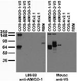 AMIGO-1 Antibody in Immunohistochemistry (Frozen) (IHC (F))