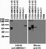 AMIGO-1 Monoclonal Antibody (L86/36)