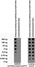 Histone H2A.Z Acetyl-Lys4/7/11 Monoclonal Antibody (N299/39)