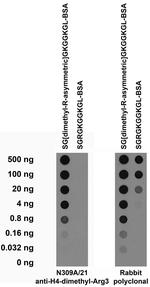 Histone H4-Dimethyl-Arg3 Monoclonal Antibody (N309A/21)