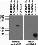 NSD3 Monoclonal Antibody (N348/82)