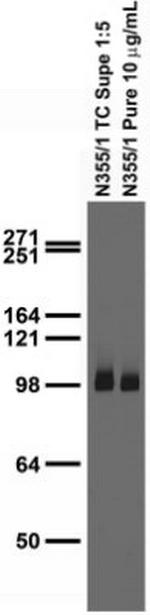 GluA1/GluR1 Glutamate Receptor Antibody in Immunohistochemistry (Frozen) (IHC (F))