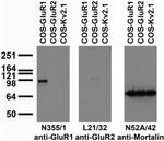 GluA1/GluR1 Glutamate Receptor Antibody in Western Blot (WB)