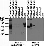 AMIGO-1 Monoclonal Antibody (L86A/37)