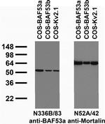 BAF53a Monoclonal Antibody (N336B/83)