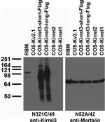 Kirrel3 Short/Long Monoclonal Antibody (N321C/49)