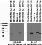 TRIP8B (Exon 1A/5 Junction) Antibody in Western Blot (WB)