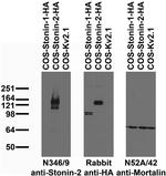 Stonin-2 Antibody in Western Blot (WB)