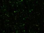 Bral1 Monoclonal Antibody (N364/10)