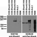 Shank3 Monoclonal Antibody (N367/62)