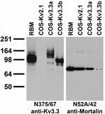 Kv3.3 Potassium Channel Monoclonal Antibody (N375/67)