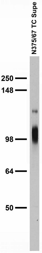 Kv3.3 Potassium Channel Antibody in Western Blot (WB)