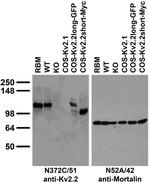 Kv2.2 Potassium Channel Monoclonal Antibody (N372C/51)