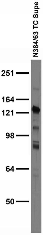 Miro2 Antibody in Immunohistochemistry (Frozen) (IHC (F))