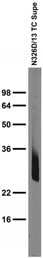 REEP Antibody in Western Blot (WB)