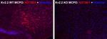 Kv2.2 Potassium Channel Monoclonal Antibody (N372B/1)