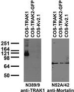 TRAK1 Monoclonal Antibody (N389/9)