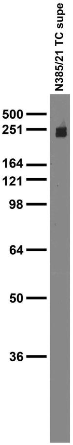 Beta1-Spectrin Antibody in Immunohistochemistry (Frozen) (IHC (F))