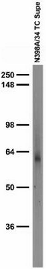 GABA-A-R-Alpha4 Monoclonal Antibody (N398A/34)