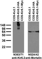 Kir6.2 Potassium Channel Antibody in Western Blot (WB)