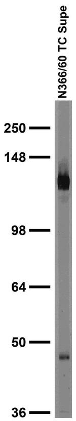 Kir6.1 Potassium Channel Antibody in Western Blot (WB)