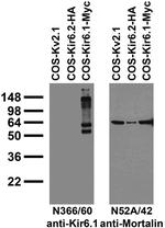 Kir6.1 Potassium Channel Monoclonal Antibody (N366/60)
