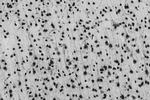 Npas4 Antibody in Immunohistochemistry (Frozen) (IHC (F))