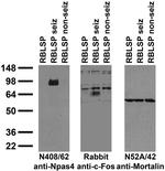 Npas4 Antibody in Immunohistochemistry (Frozen) (IHC (F))