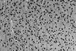 Npas4 Antibody in Immunohistochemistry (Frozen) (IHC (F))