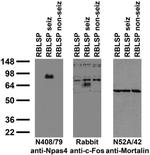 Npas4 Antibody in Immunohistochemistry (Frozen) (IHC (F))