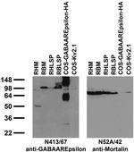 GABA-A-R-Epsilon Monoclonal Antibody (N413/67)