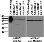 Arx Antibody in Western Blot (WB)
