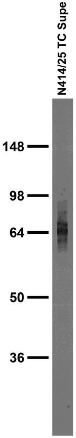 NCKX4 Antibody in Western Blot (WB)