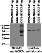 NCKX4 Antibody in Western Blot (WB)