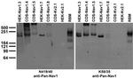 Pan-Nav1 Sodium Channel Antibody in Western Blot (WB)