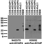 KChIP4 K+ channel Antibody in Western Blot (WB)